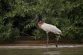  brésil 
 jabiru 
 pantanal 