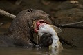  brésil 
 loutre géante 
 pantanal 