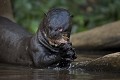  brésil 
 loutre géante 
 pantanal 