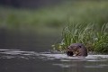  brésil 
 loutre géante 
 pantanal 