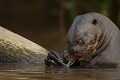  brésil 
 loutre géante 
 pantanal 