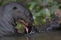  brésil 
 loutre géante 
 pantanal 