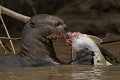  brésil 
 loutre géante 
 pantanal 