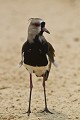  oiseau, vanneau téro, vanellus chilensis 