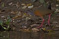  oiseau, aramides cajanea, brésil, pantanal 
