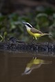  brésil 
 pantanal, pitangus sulfutarus 