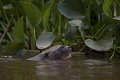  brésil 
 loutre géante 
 pantanal 