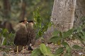  caracara plancus 