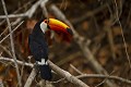 ramphastos toco 