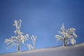  paysages, crêtes massif vosgien, neige, hiver, givre, haut-rhin, alsace 