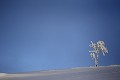  paysages, crêtes massif vosgien, neige, hiver, givre, haut-rhin, alsace 