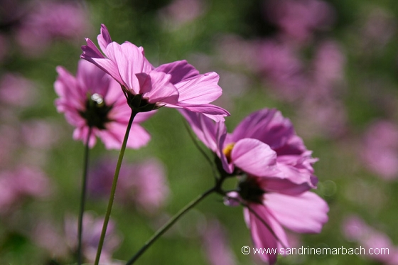 Jardins métissés 2011 - Parc Wesserling