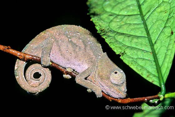 Caméléon