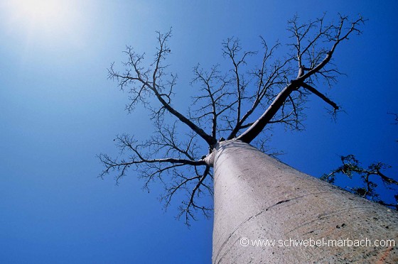 Allée des baobabs