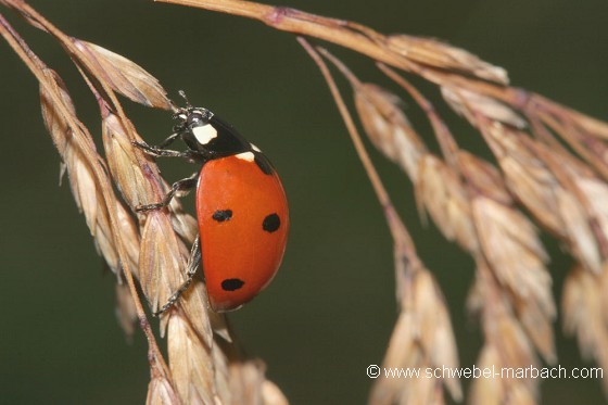 Coccinelle à 7 points