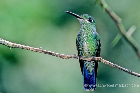 Colibri - Andes équatoriennes
