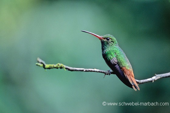 Colibri - Andes équatoriennes