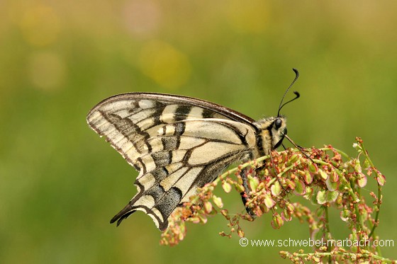 Papillon machaon