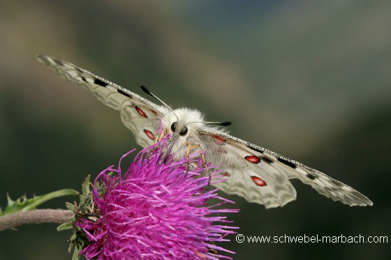 Papillon apollo