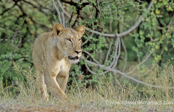 Lionne - Samburu