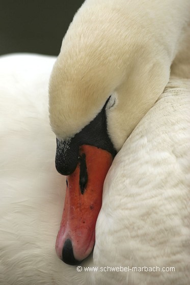 Janvier - Cygne tuberculé