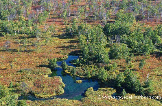 Ambiance d'automne dans la taïga