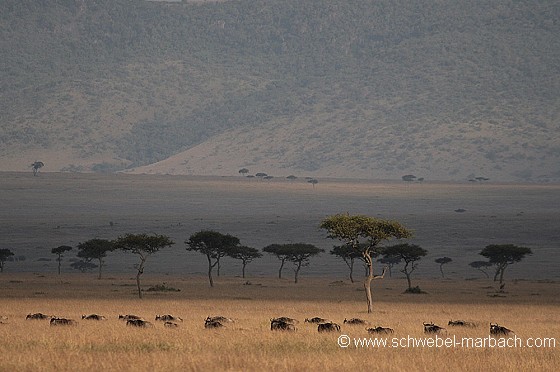 Septembre - Savane de Masai Mara