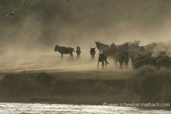 Migration gnous