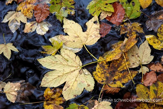 Novembre - Ambiance d'automne