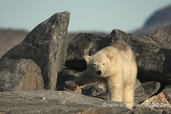Ours polaire