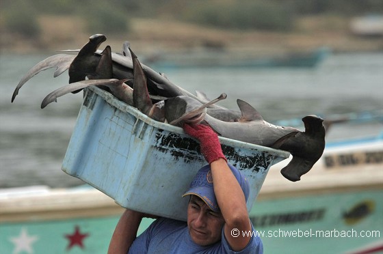 Pêche aux requins - Equateur