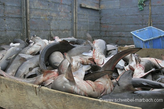 Pêche aux requins - Equateur