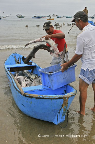 Pêche aux requins - Equateur