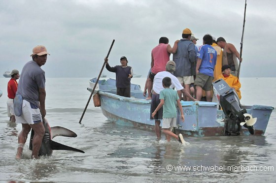 Pêche aux requins - Equateur