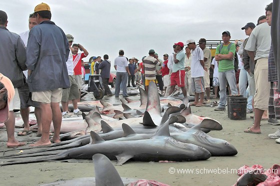 Pêche aux requins - Equateur