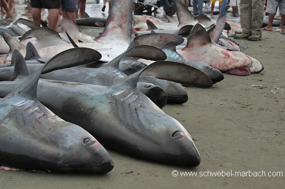 Pêche aux requins - Equateur