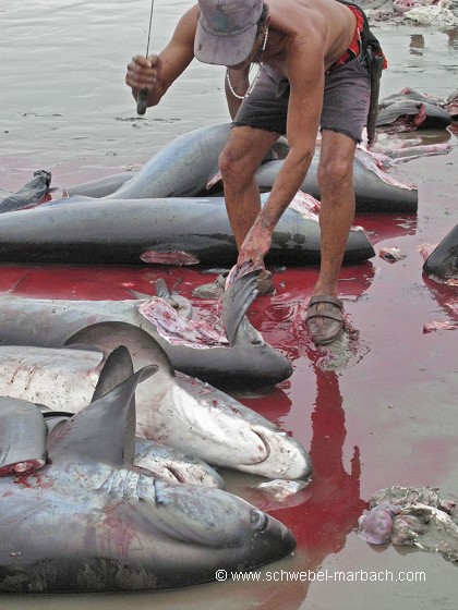 Pêche aux requins - Equateur