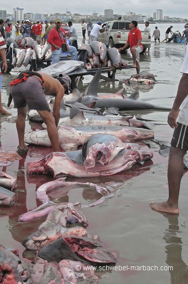 Pêche aux requins - Equateur