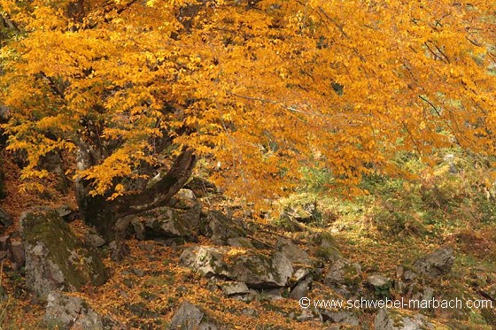 Octobre 2008 - Paysage d'automne dans les Vosges