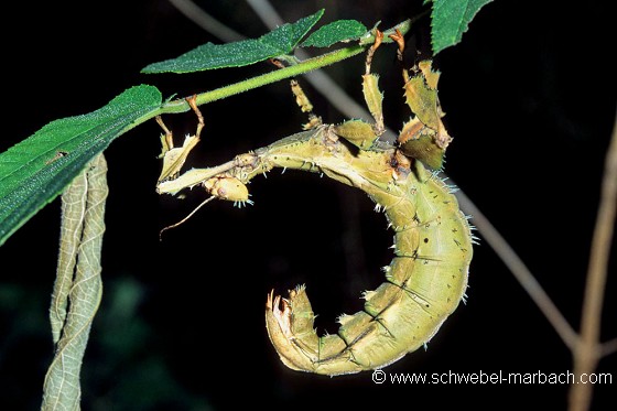 Sphasme scorpion