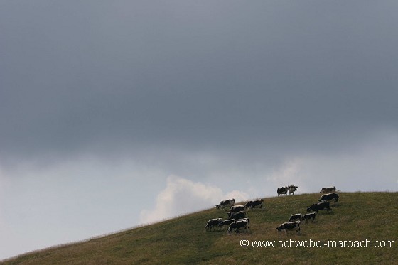 Vaches vosgiennes sur les Hautes Chaumes des Vosges