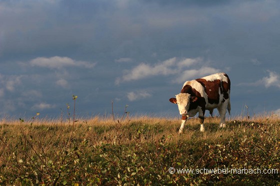 Vache dans les pâtures des Hautes Vosges