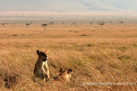 Lionne - Masai Mara