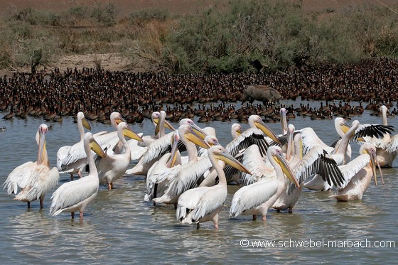 Pélican blanc - Parc National du Djoudj
