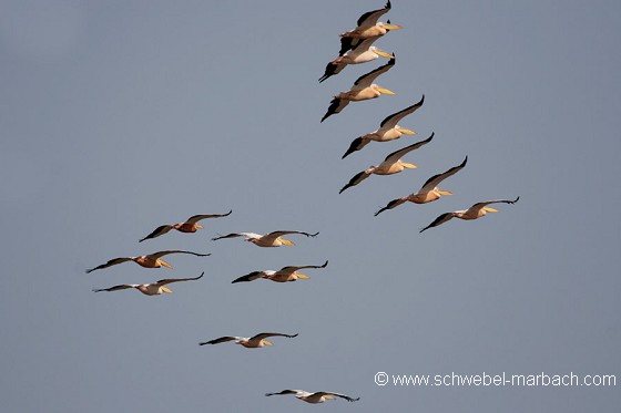 Pélicans blancs en vol - Parc National du Djoudj
