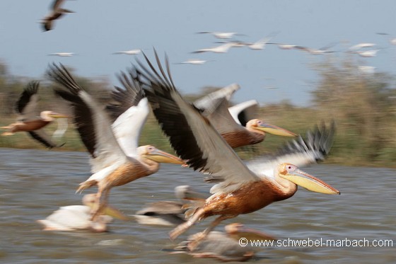 Pélicans blancs en vol - Parc National du Djoudj