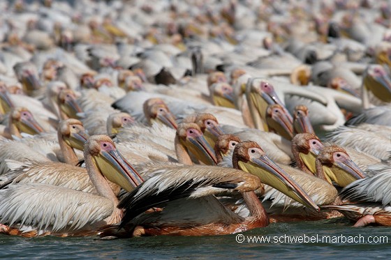 Pélicans blancs - Parc National du Djoudj