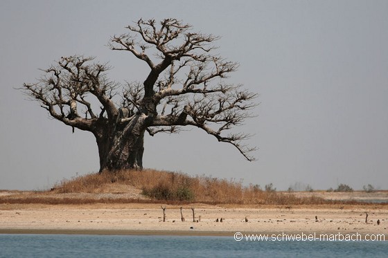 Baobab - Sine Saloum