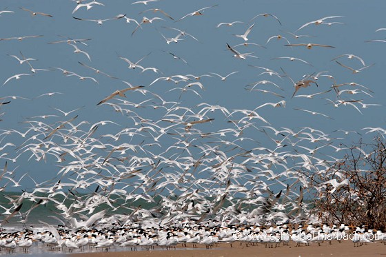 Envol de sternes royales - Ile aux oiseaux