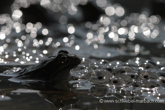 Grenouille rousse - Alsace